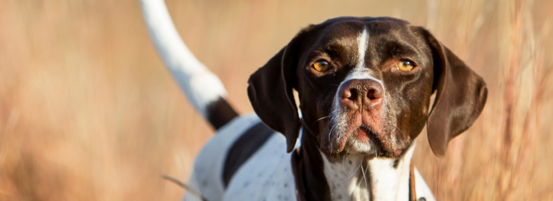 Jagdkontroll-Training