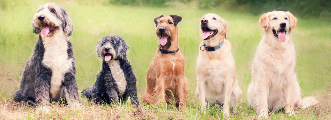 Kurs Impulskontrolle - vom Hibbelhund zum entspannten Begleiter