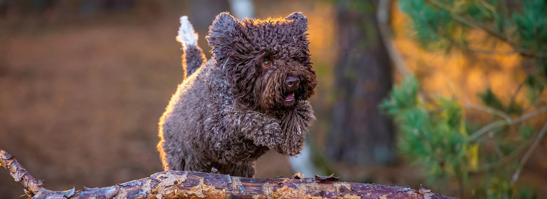 Bootcamp Lagotto Romagnolo