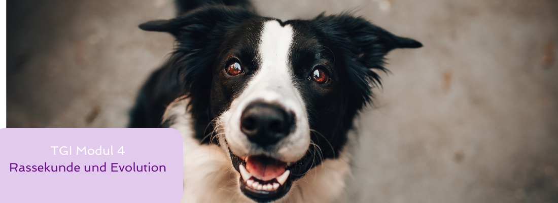 Tiergestützte Intervention - Modul 4 Rassekunde und Evolution