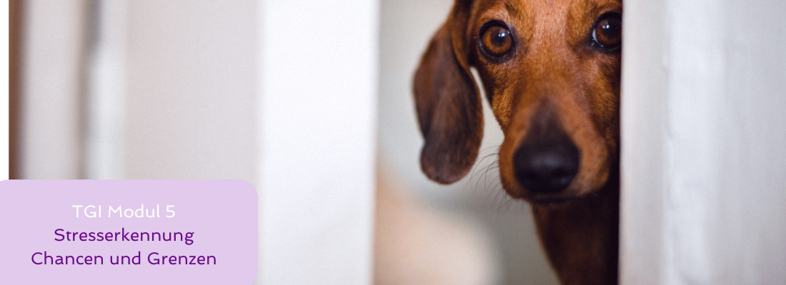 Tiergestützte Intervention - Modul 5 Stresserkennung Chancen und Grenzen