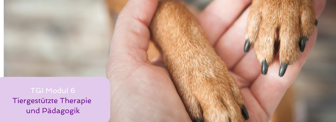 Tiergestützte Intervention - Modul 6 Tiergestützte Therapie und Pädagogik