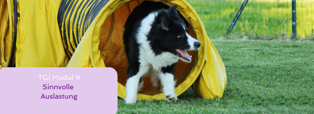 Tiergestützte Intervention - Modul 9 Sinnvolle Auslastung