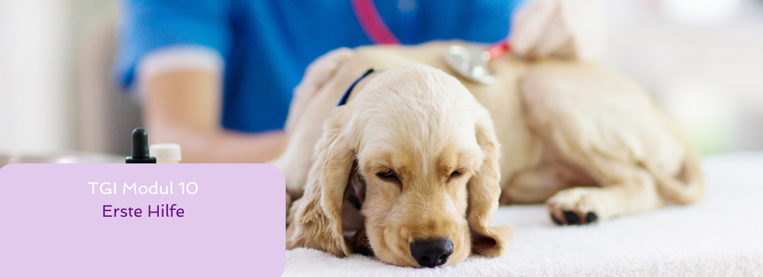 Tiergestützte Intervention - Modul 10 Erste Hilfe