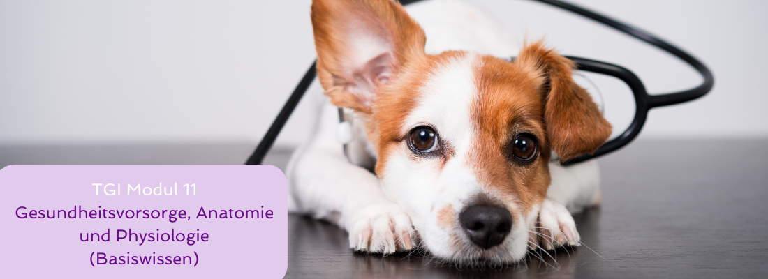Tiergestützte Intervention - Modul 11 Gesundheitsvorsorge, Anatomie und Physiologie (Basiswissen)