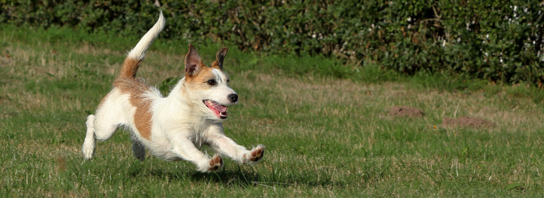Dackel, Terrier & Co. RudelZeit