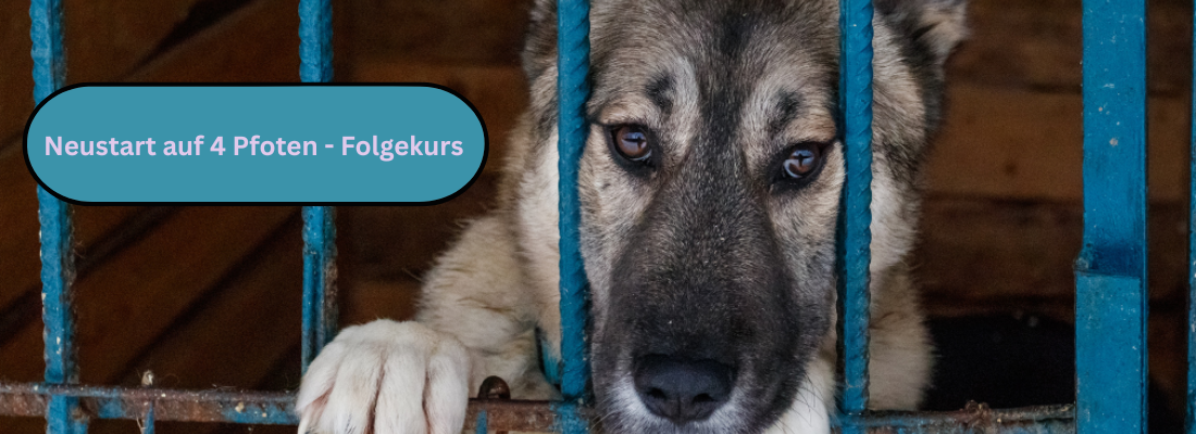 Neustart auf 4 Pfoten - Folgekurs / Vom Grundstein zur Sicherheit im Alltag für Hunde aus dem Tierschutz
