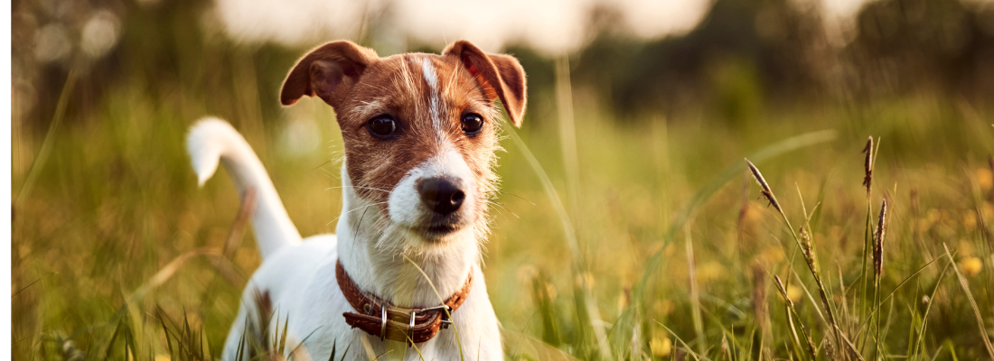 Komapktkurs Dackel, Terrier & Co.