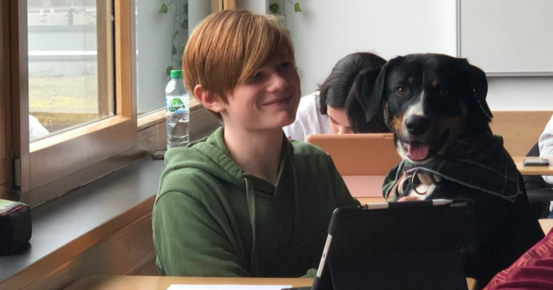 Webinar Konfliktsituationen im Klassenzimmer meistern - Sicherheit, Struktur & Hundeschutz im schulischen Alltag