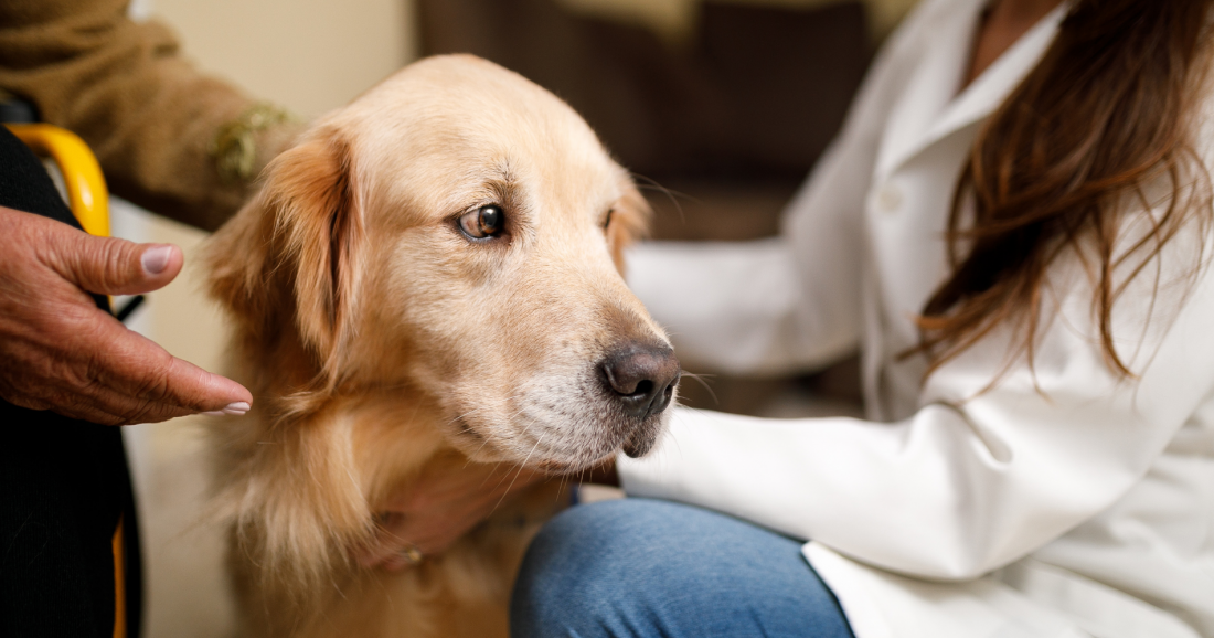 Webinar Ethik im Grenzbereich der tiergestützten Intervention – Verantwortung und Entscheidungen im Arbeitsalltag
