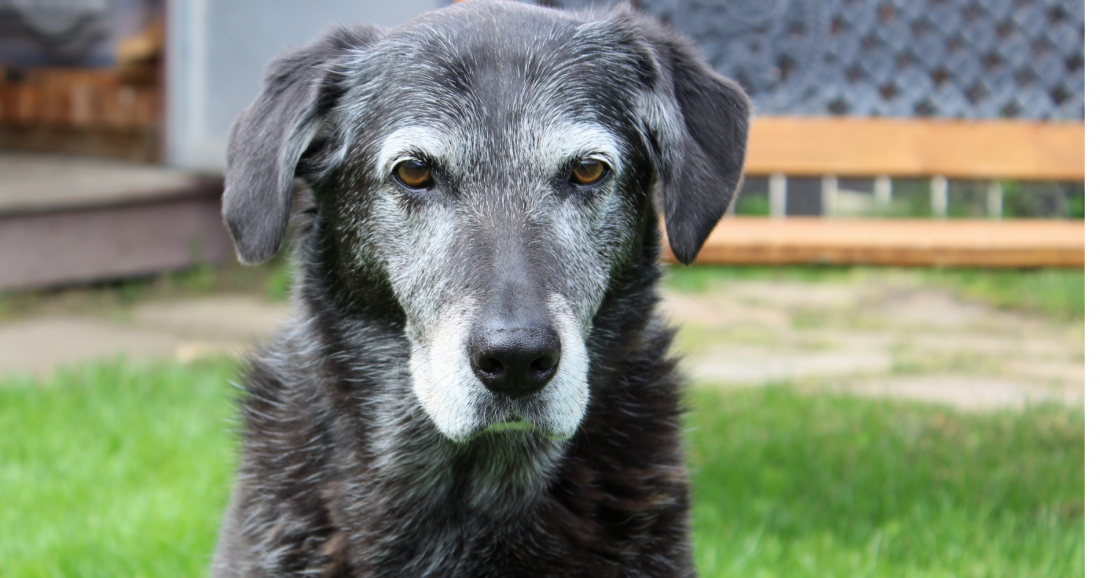 Webinar Abschied, Ruhestand und Trauerarbeit in der tiergestützten Arbeit – Übergänge achtsam gestalten