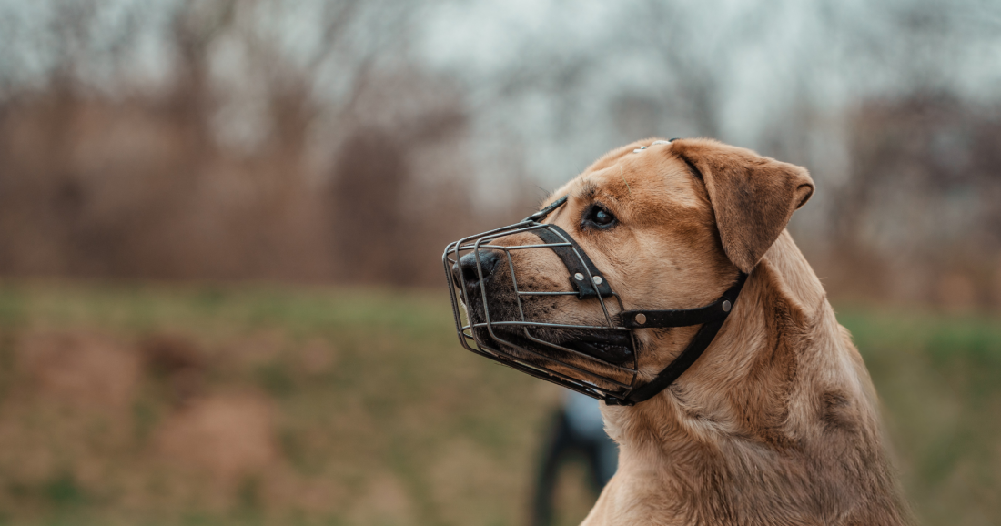 Parcourstraining für Maulkorbträger