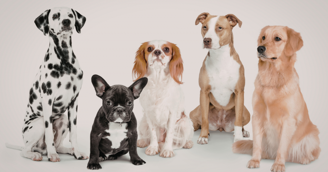 Charakterköpfe - Wie gut kennst du deinen Hund?